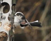 Long-tailed Tit