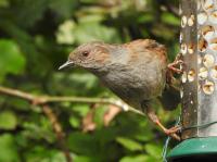 Dunnock on the Peanut Feeder!