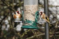 Pair of Gold Finches