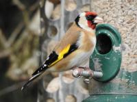 Gold Finch