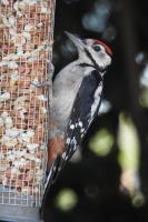 Juvenile Great Spotted Woodpecker on the Peanut Feeder