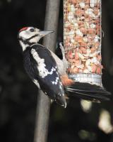 Juvenile Great Spotted Woodpecker on the Peanut Feeder