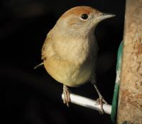 Female Blackcap