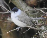 Male Blackcap