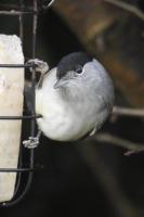 Male Blackcap on the Suet Feeder
