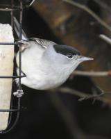 Male Blackcap on the Suet Feeder