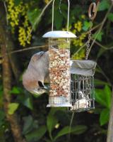 Jay with an identity crisis: it thinks it is a Blue Tit