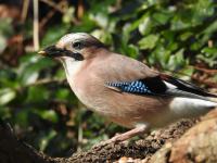 Jay