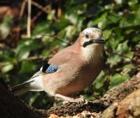Jay