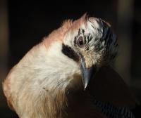 Jay