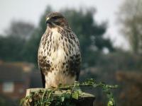 Common Buzzard in the back garden, photographed through the closed lounge window.