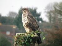 Common Buzzard in the back garden, photographed through the closed lounge window.