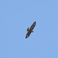 Common Buzzard over my house