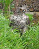 Female Sparrowhawk in Next Door's Garden