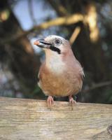 Jay