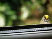 Female Goldcrest at the Dining Room Window