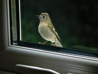 Female Goldcrest at the Dining Room Window