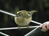 Female Goldcrest on the Rotary Dryer