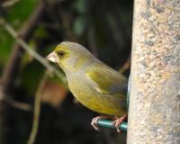 Male Greenfinch