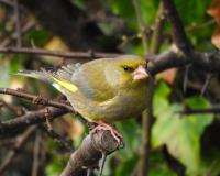 Male Greenfinch