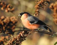Male Bullfinch