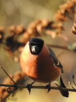 Male Bullfinch