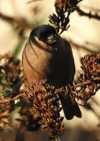 Female Bullfinch