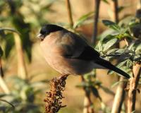 Female Bullfinch