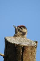 Juvenile Great Spotted Woodpecker