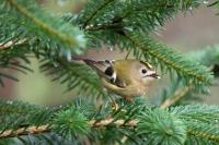 Goldcrest. I sprinkle small bits of the Utterly Peanut Buttery on a potted Conifer. The Goldcrest only needs tiny bits and is a regular visitor