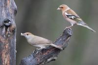 Queue at the Utterly peanut buttery feeder.
Female Blackcap and a male Chaffinch
