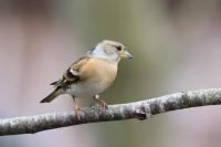 Female Brambling