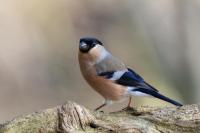 Female Bullfinch