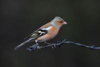 Chaffinch