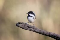 Coal Tit