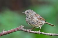 Young Dunnock