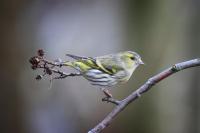 Female Siskin