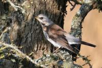 Fieldfare