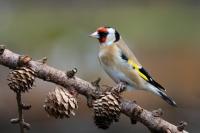 Goldfinch