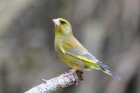 Male Greenfinch