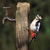 Great Spotted Woodpecker