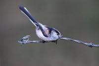 Longtailed Tit
