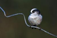 Longtailed Tit