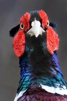 Male Pheasant