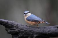 Nuthatch