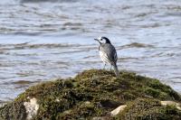 Pied Wagtail