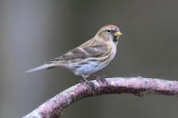 Redpoll