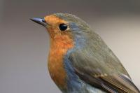 Robin