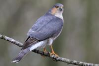 Sparrowhawk