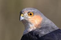 Male Sparrowhawk